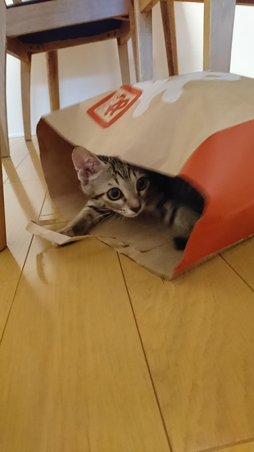 わんにゃんサイトの猫の写真