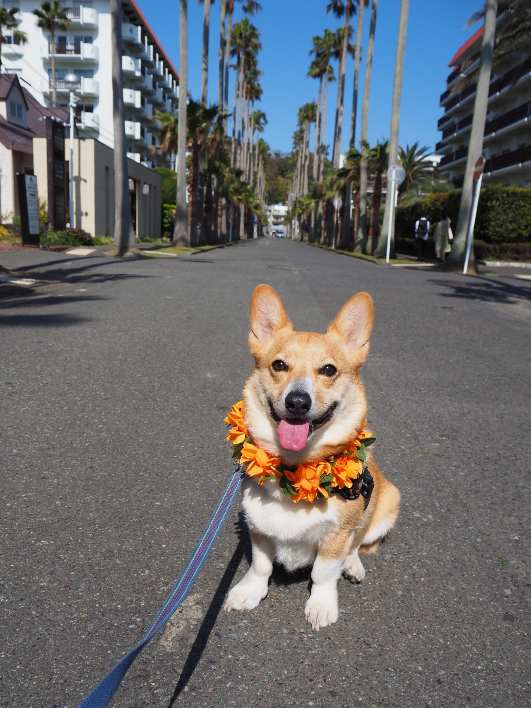 わんにゃんサイトの犬の写真