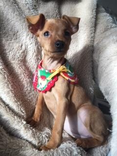 わんにゃんサイトの犬の写真