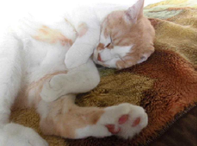 わんにゃんサイトの猫の写真