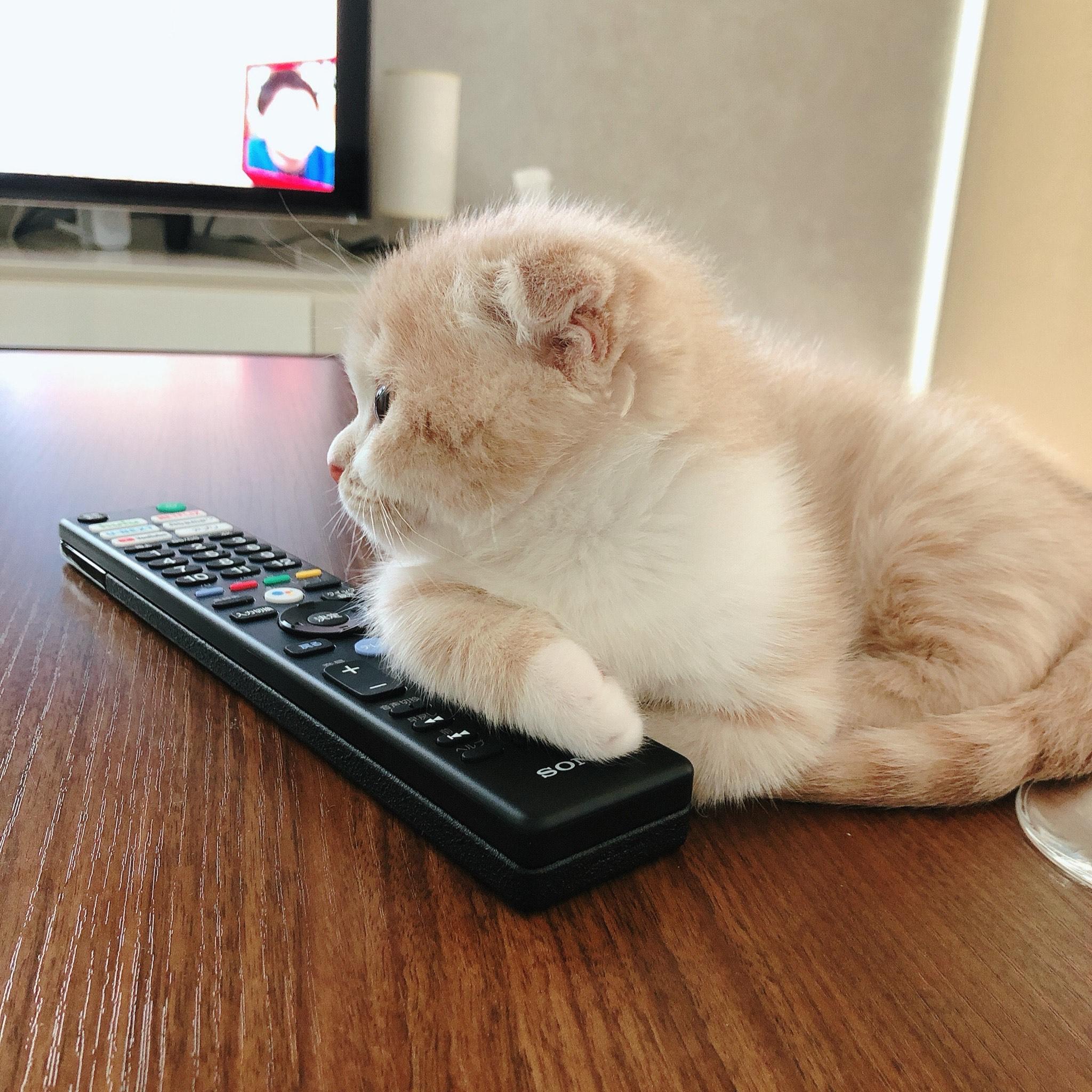 わんにゃんサイトの猫の写真