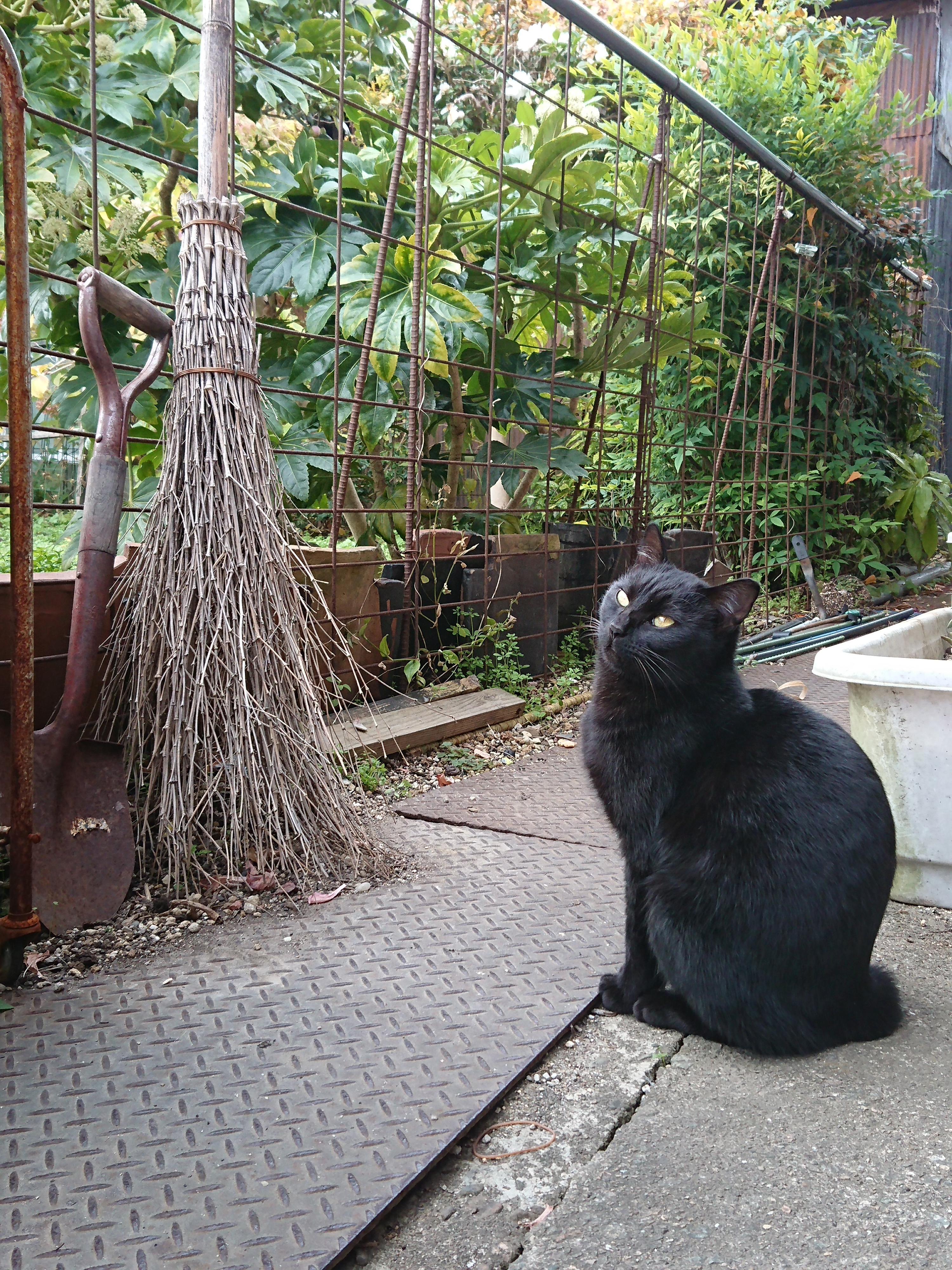 わんにゃんサイトの猫の写真