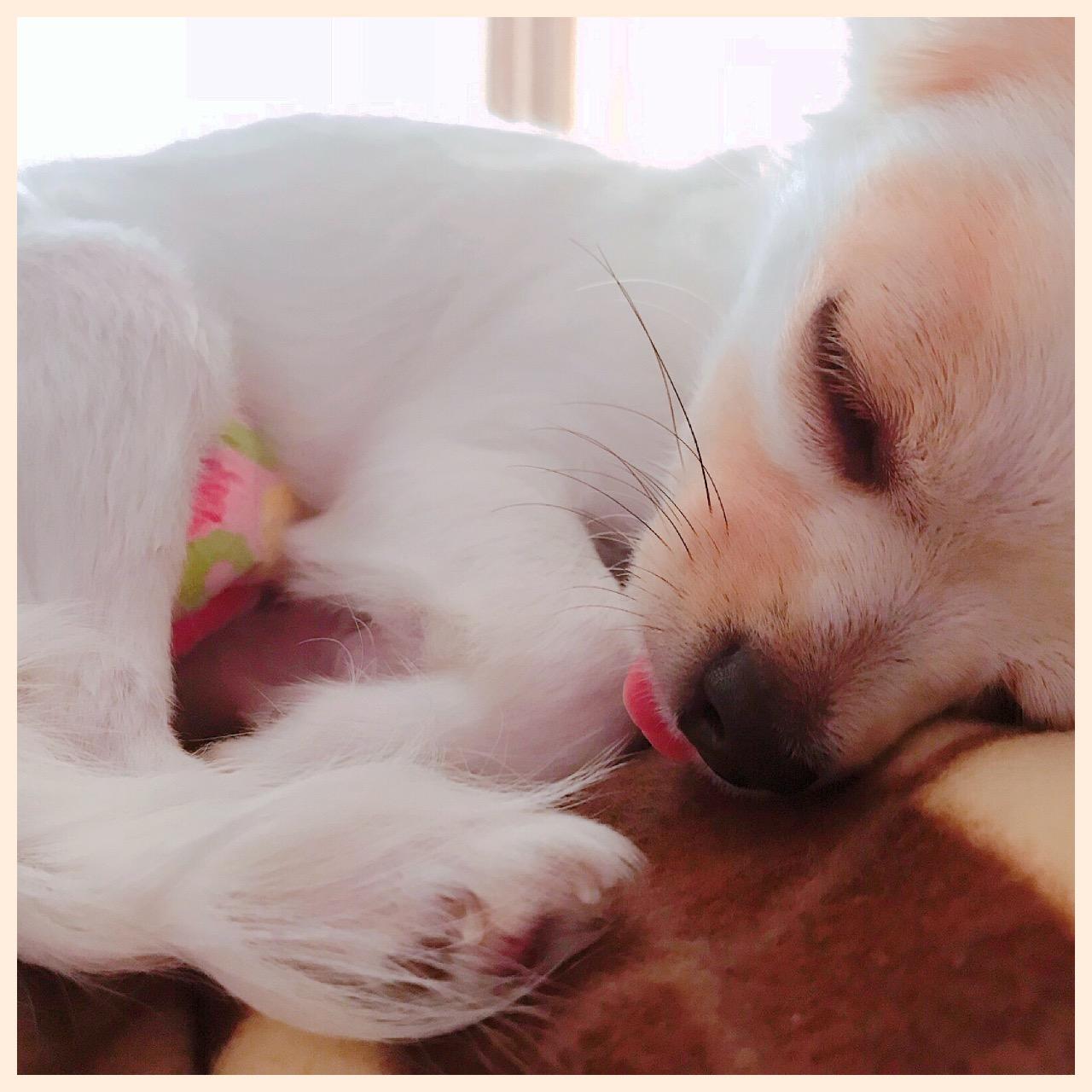 わんにゃんサイトの犬の写真