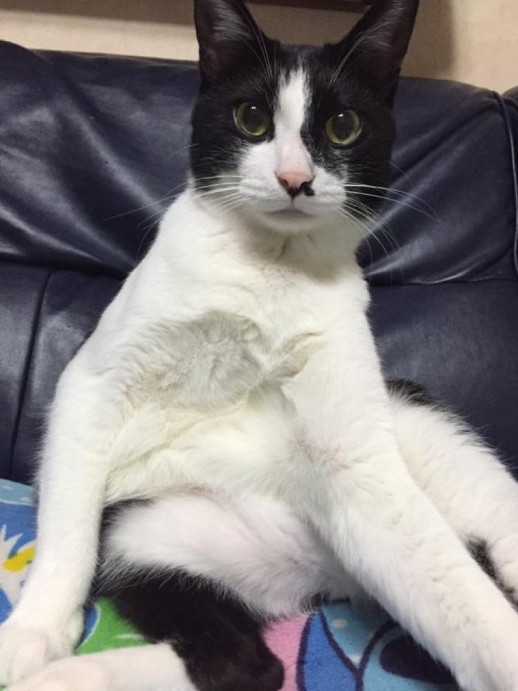 わんにゃんサイトの猫の写真