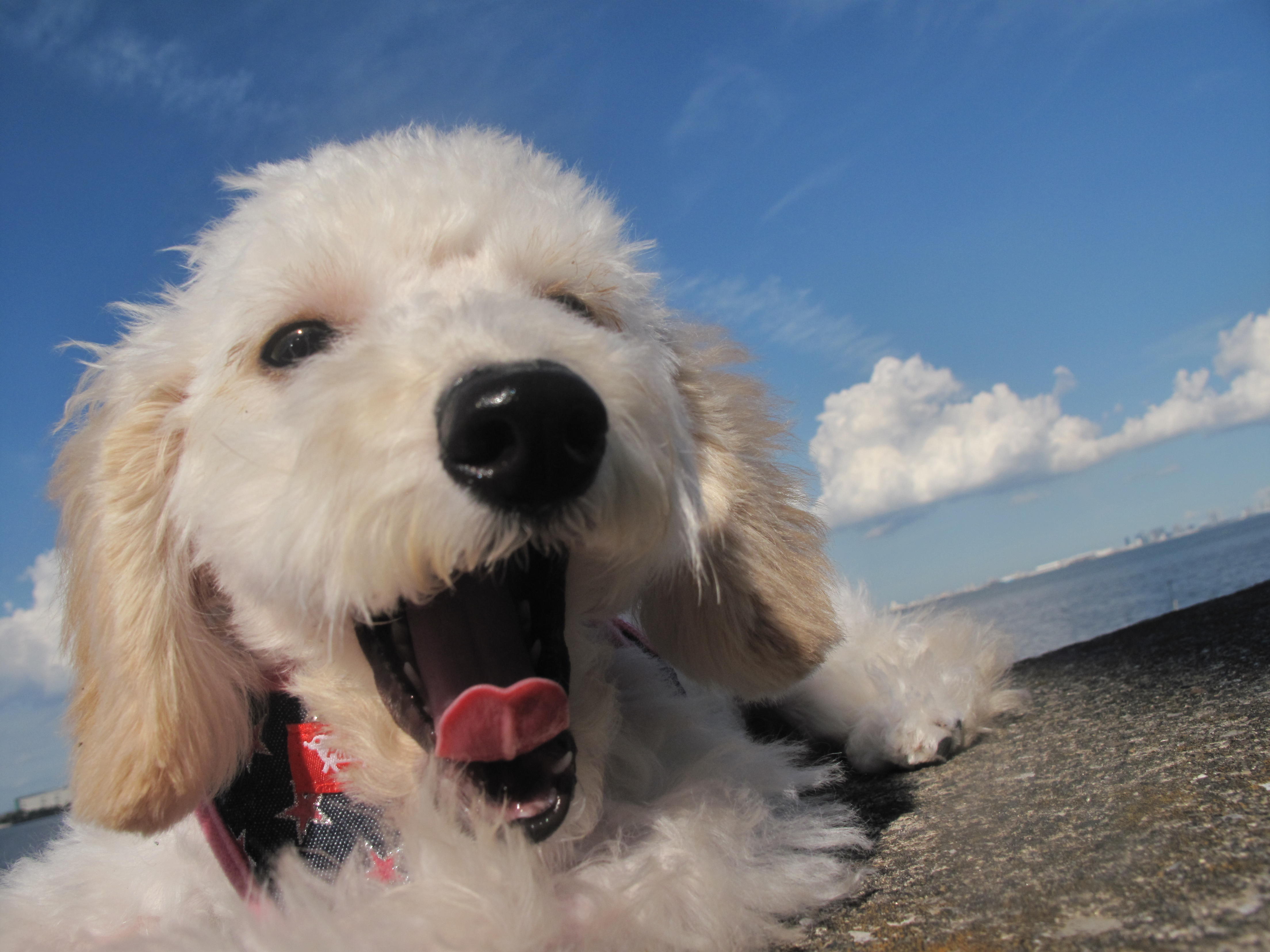 わんにゃんサイトの犬の写真