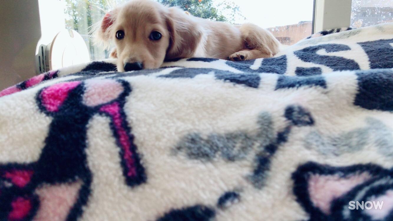 わんにゃんサイトの犬の写真