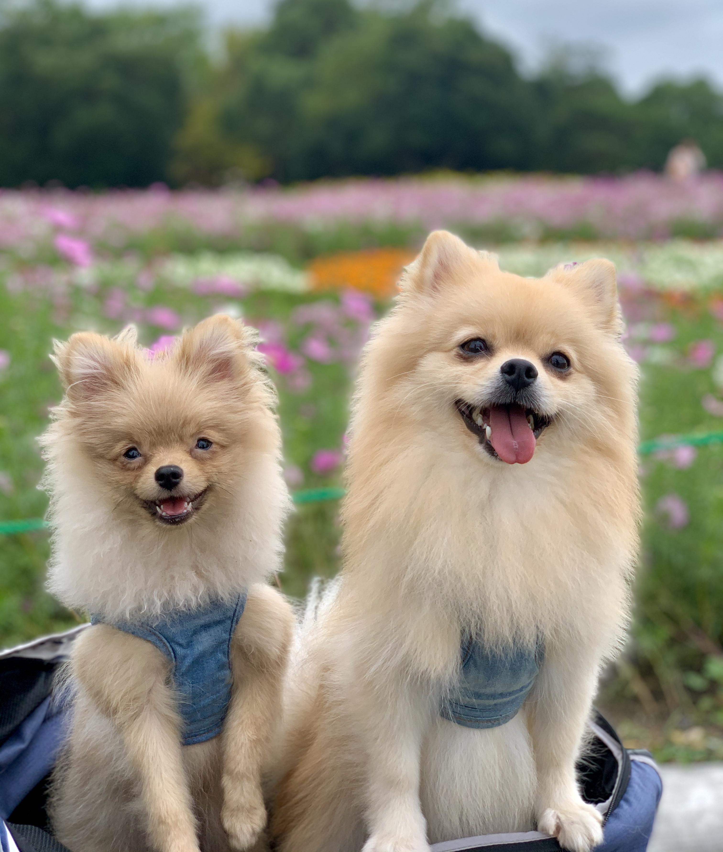 わんにゃんサイトの犬の写真