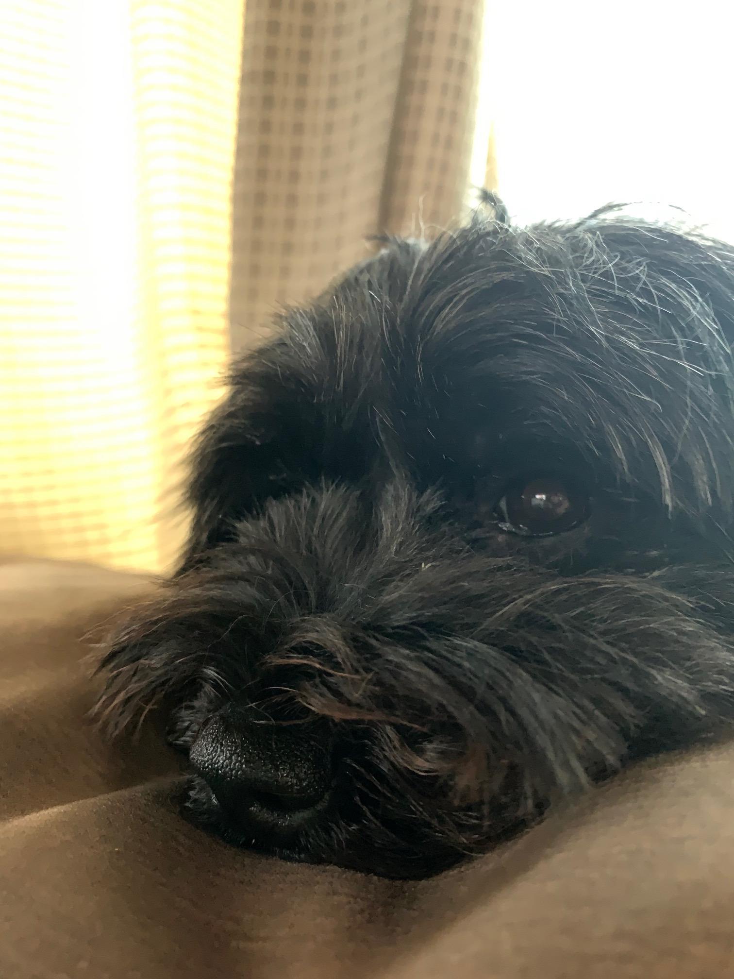 わんにゃんサイトの犬の写真