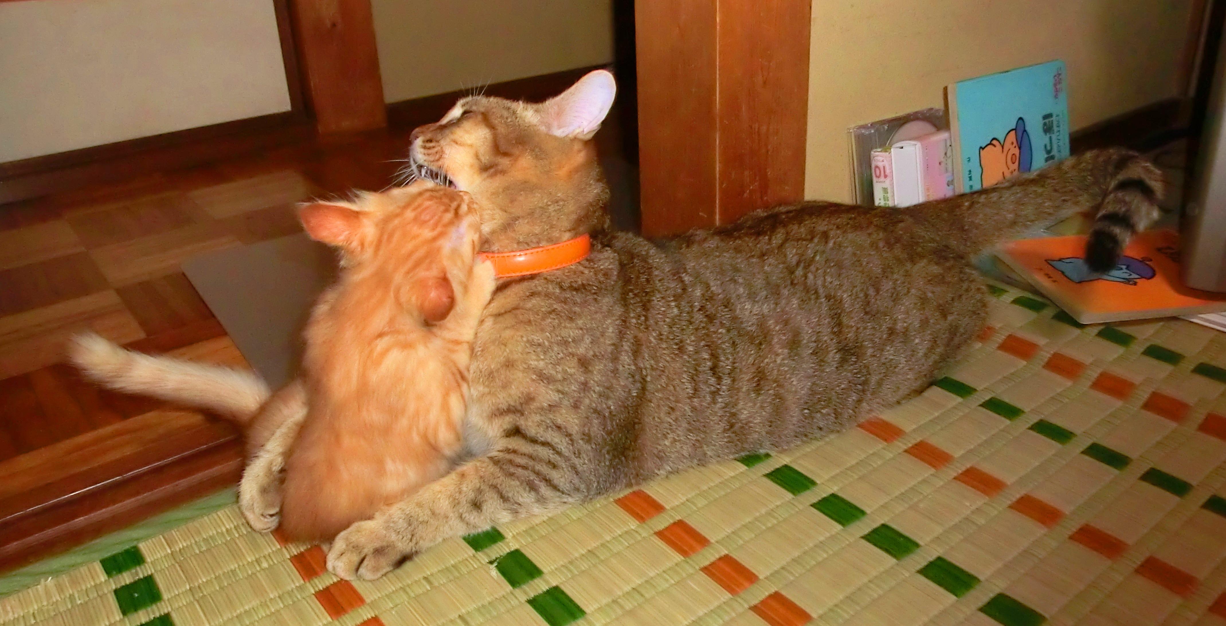 わんにゃんサイトの猫の写真