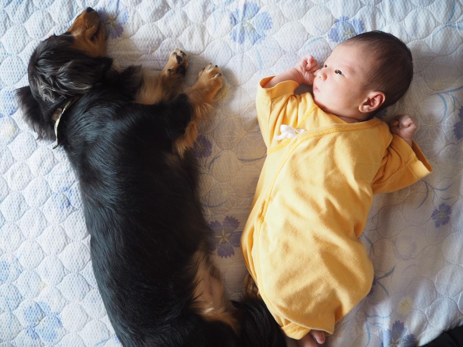 わんにゃんサイトの犬の写真