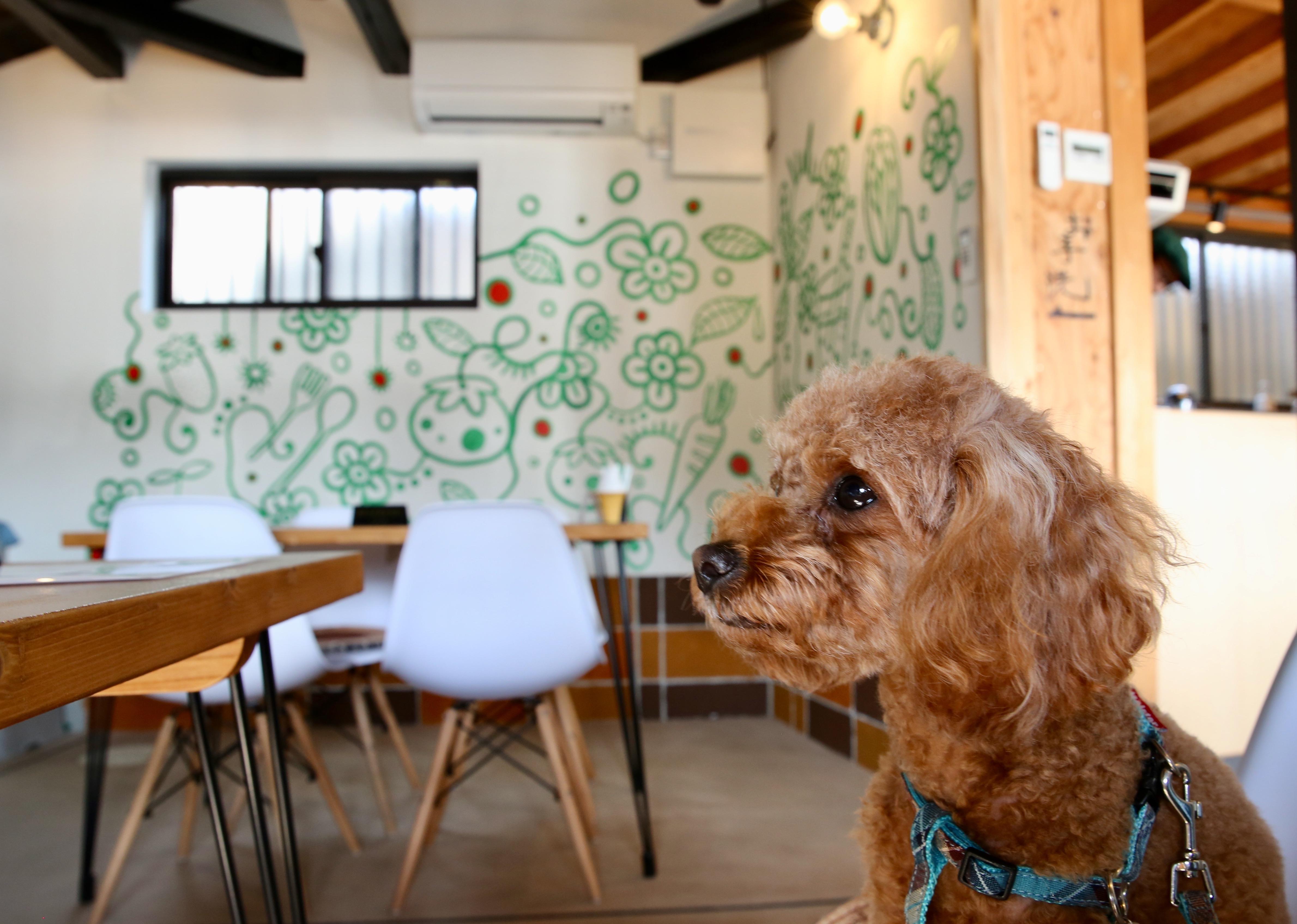 わんにゃんサイトの犬の写真