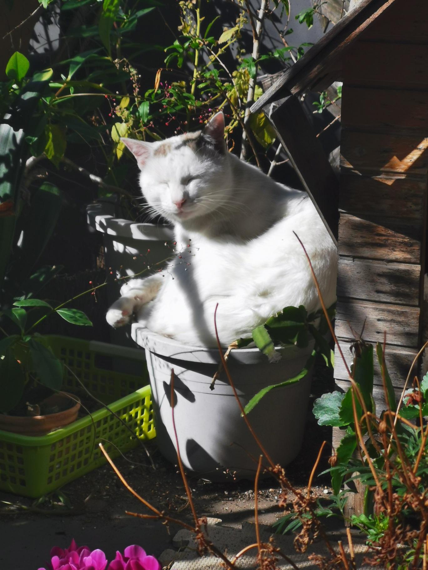 わんにゃんサイトの猫の写真