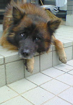 わんにゃんサイトの犬の写真