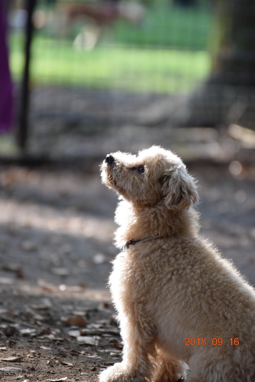 わんにゃんサイトの犬の写真