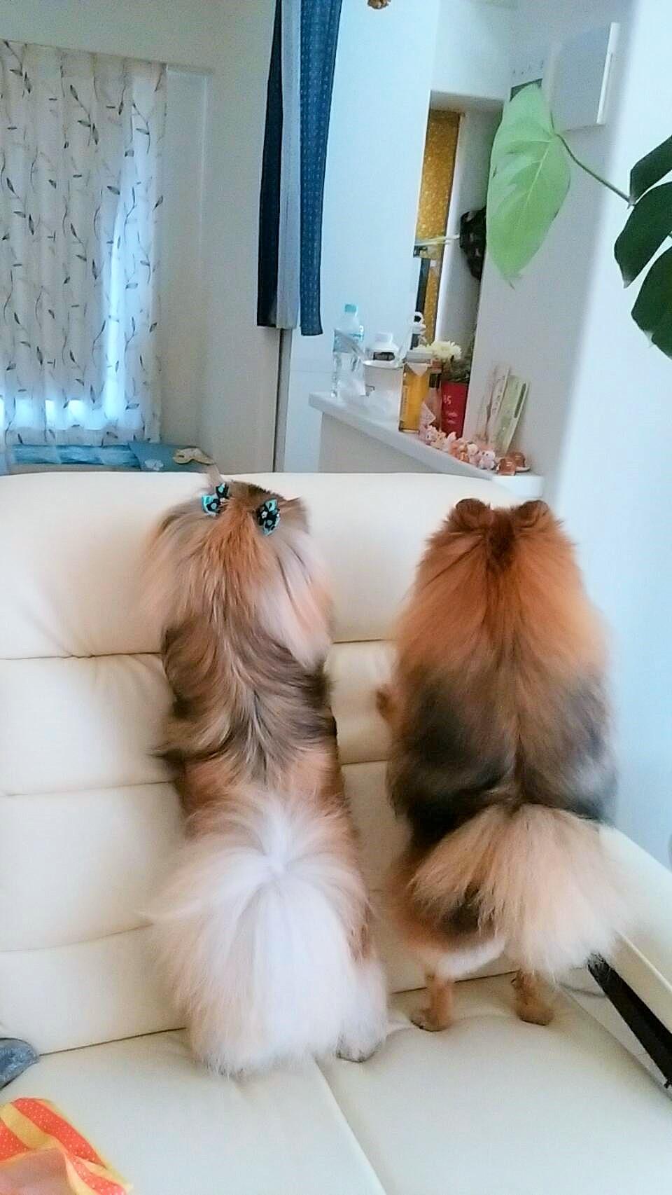 わんにゃんサイトの犬の写真