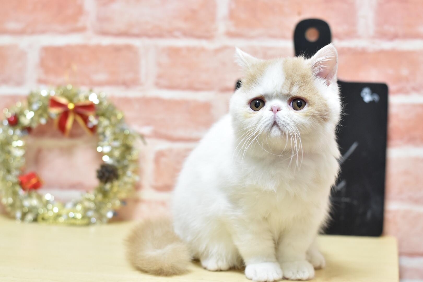 わんにゃんサイトの猫の写真