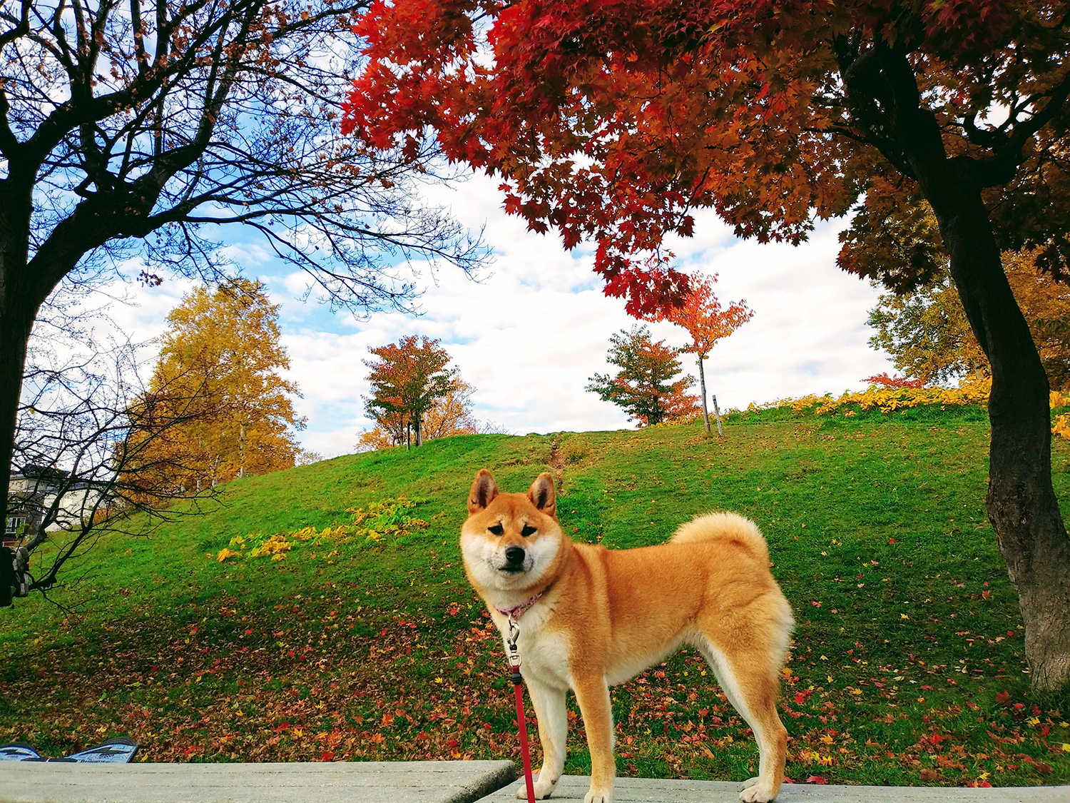 わんにゃんサイトの犬の写真