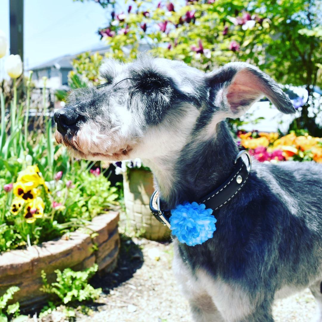 わんにゃんサイトの犬の写真