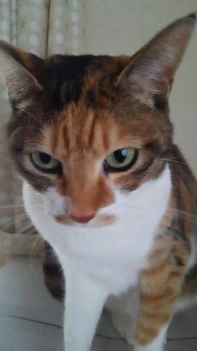 わんにゃんサイトの猫の写真