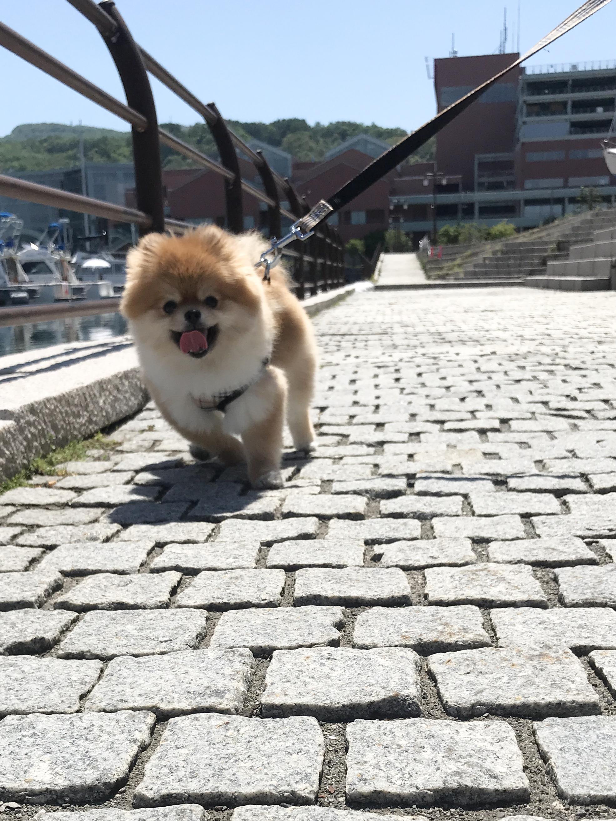 わんにゃんサイトの犬の写真