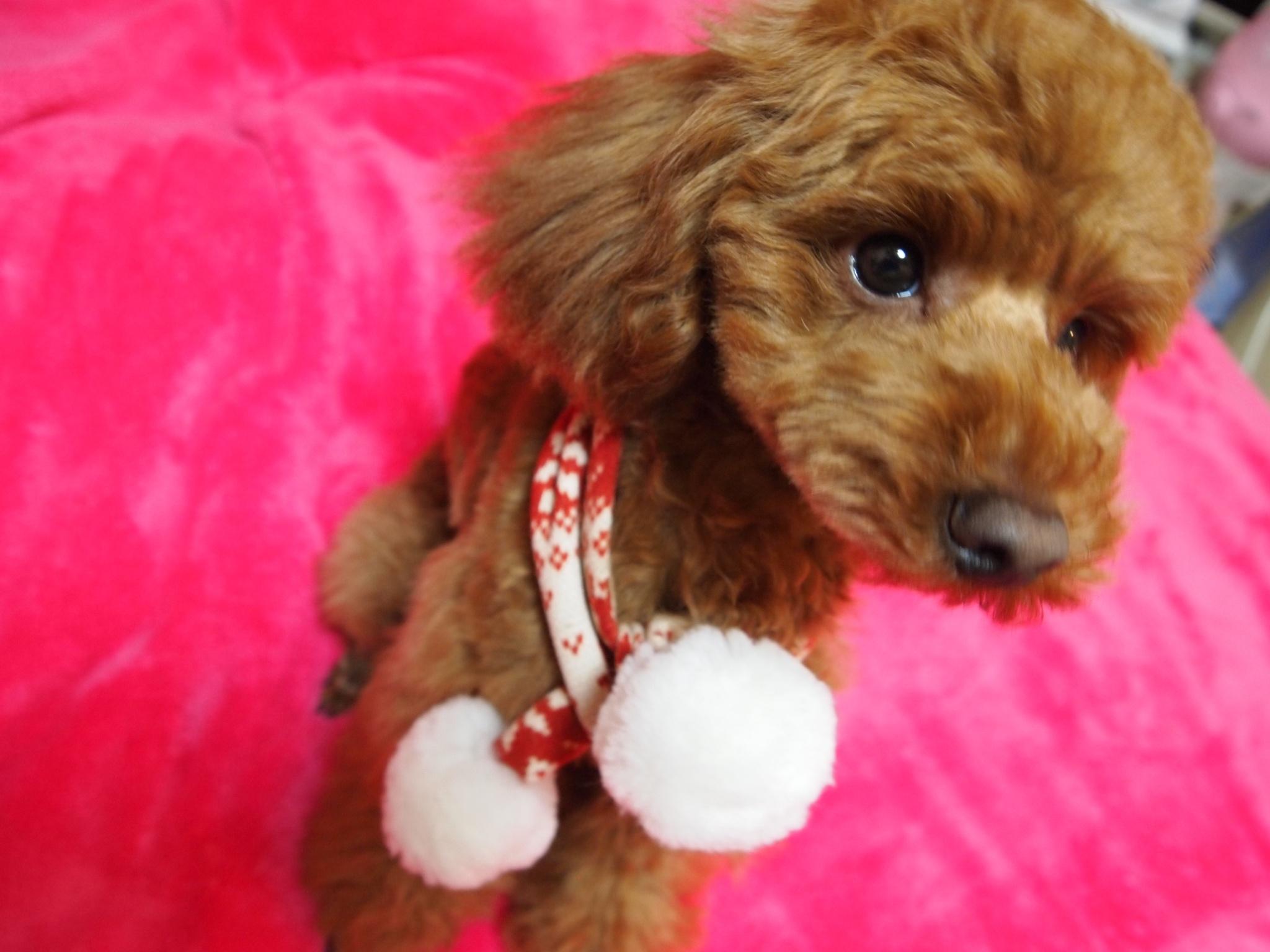 わんにゃんサイトの犬の写真