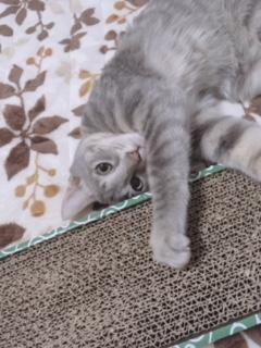 わんにゃんサイトの猫の写真