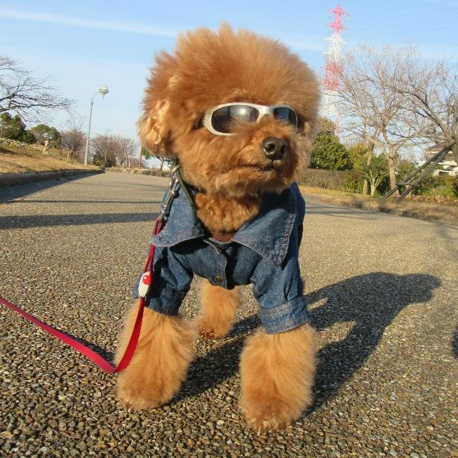 わんにゃんサイトの犬の写真