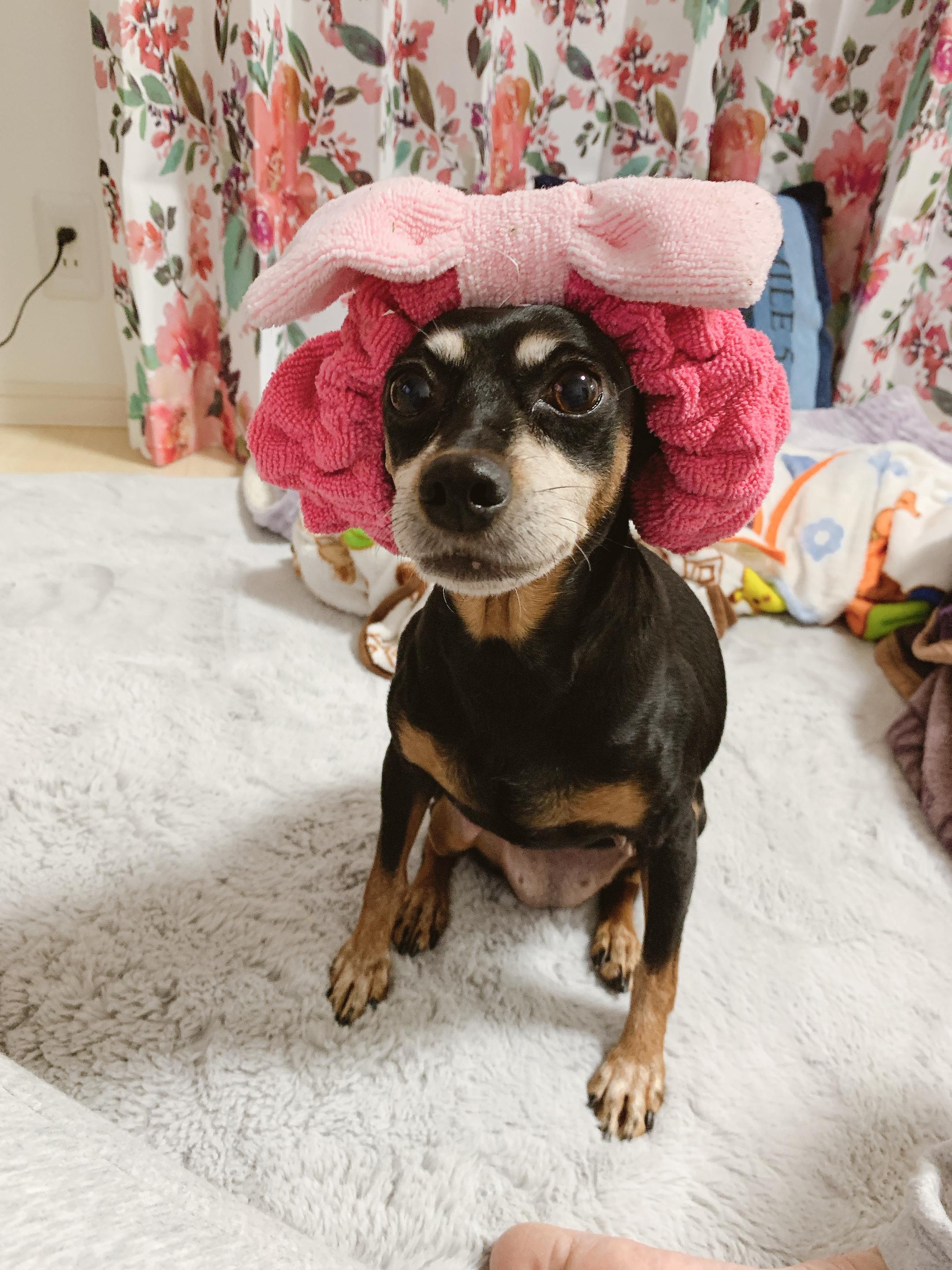 わんにゃんサイトの犬の写真