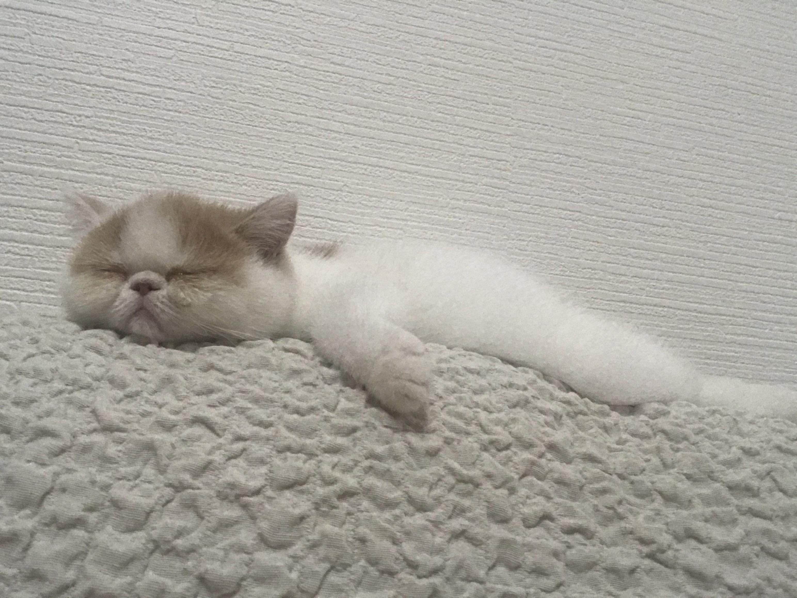 わんにゃんサイトの猫の写真