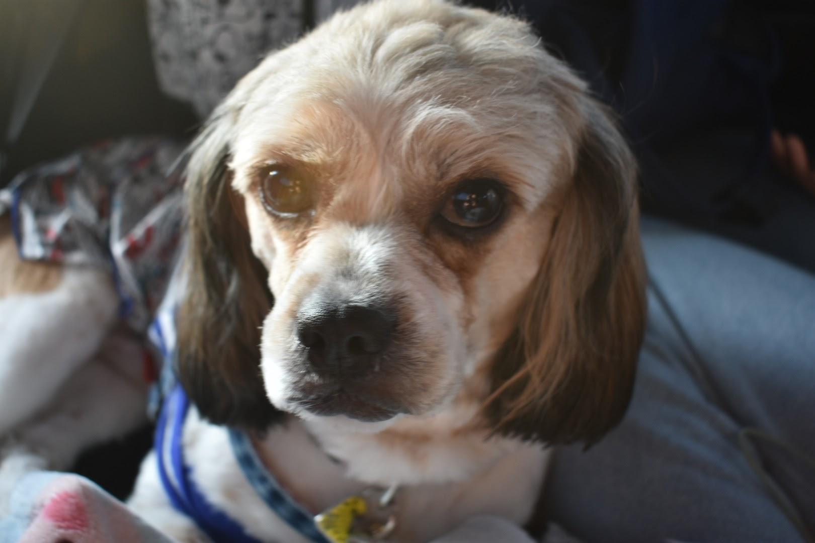 わんにゃんサイトの犬の写真