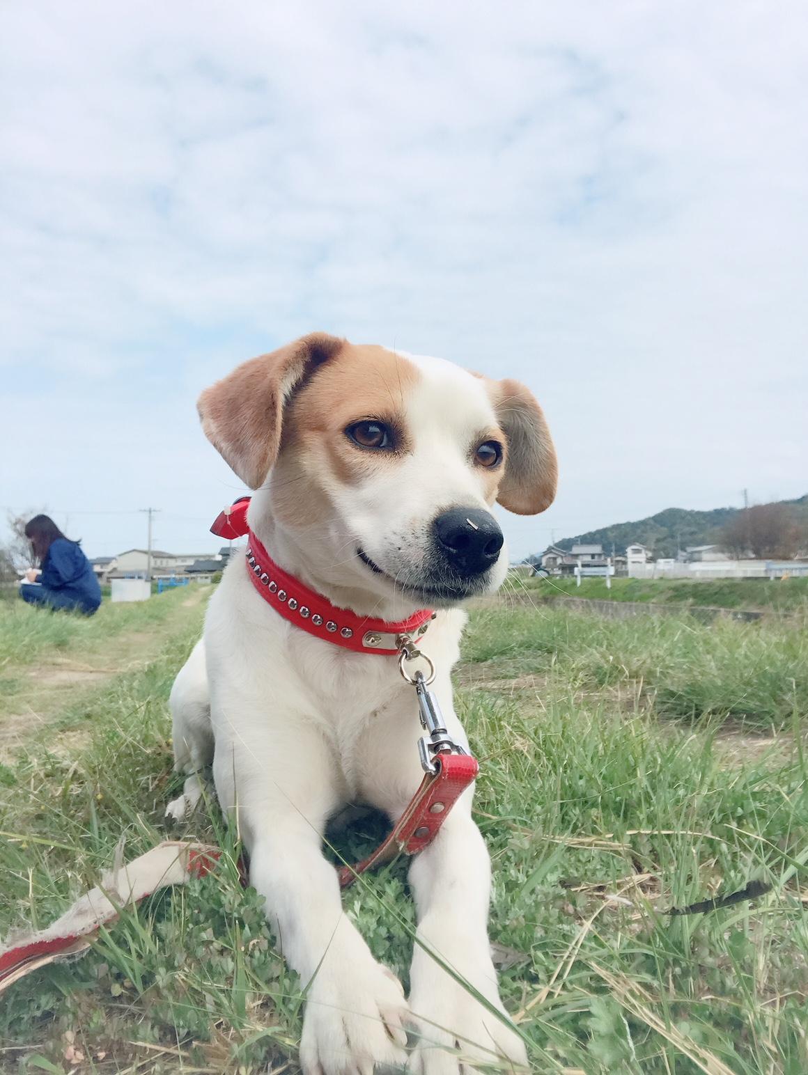 わんにゃんサイトの犬の写真