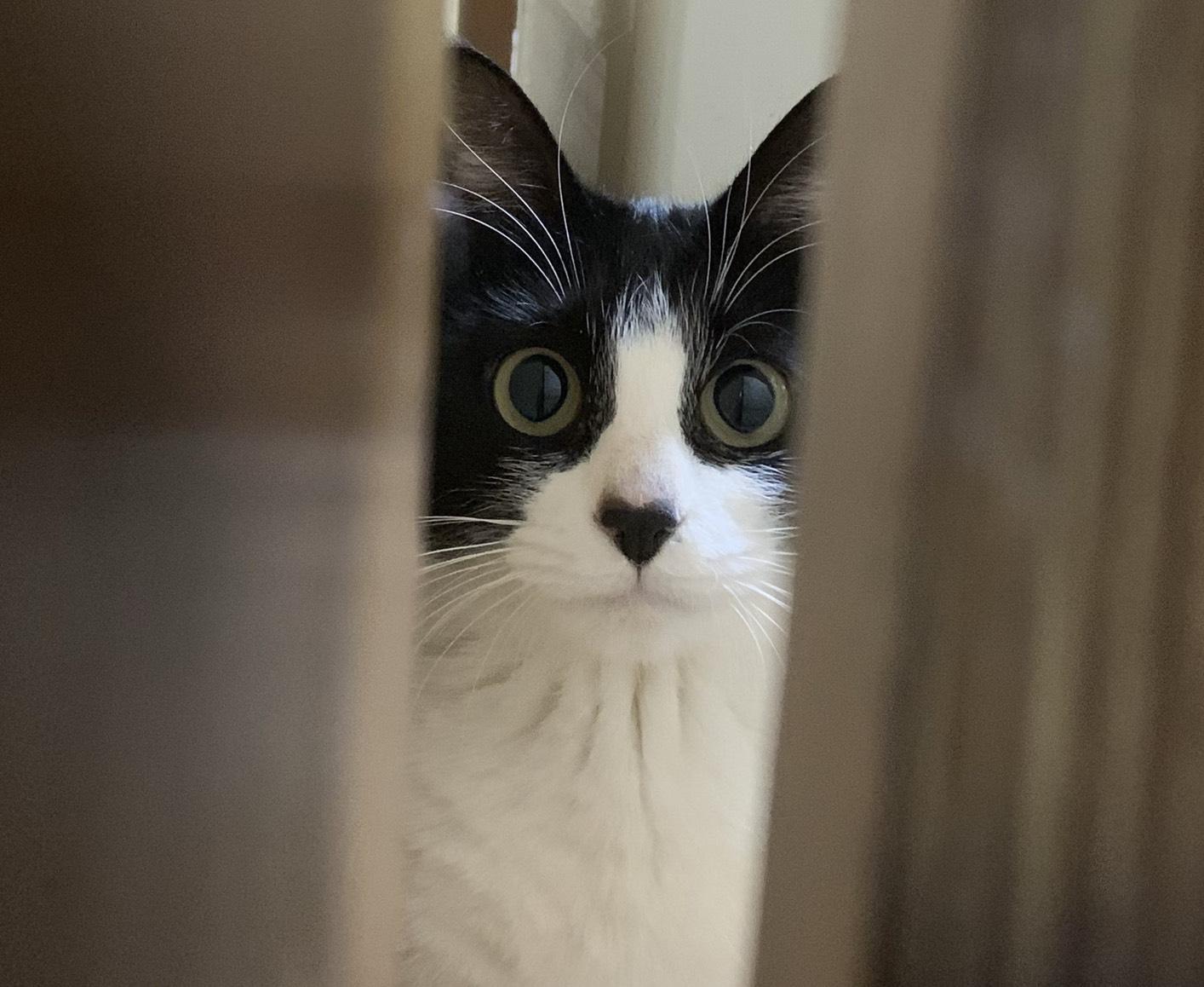 わんにゃんサイトの猫の写真