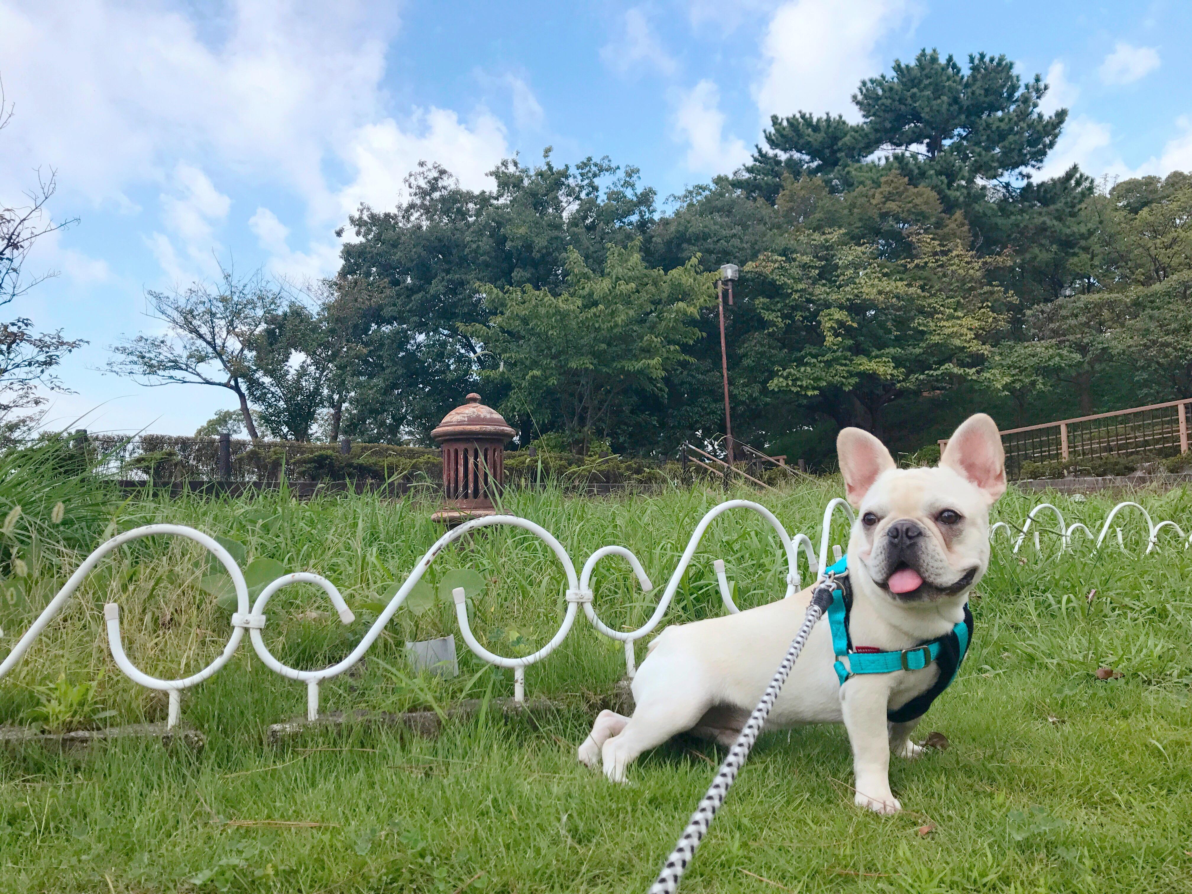 わんにゃんサイトの犬の写真