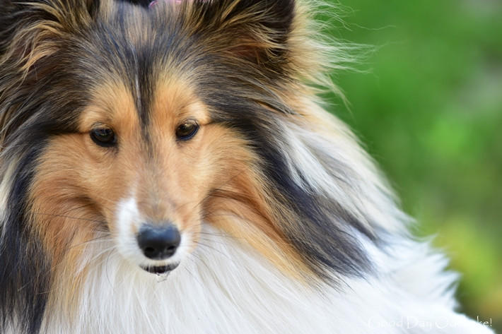 わんにゃんサイトの犬の写真