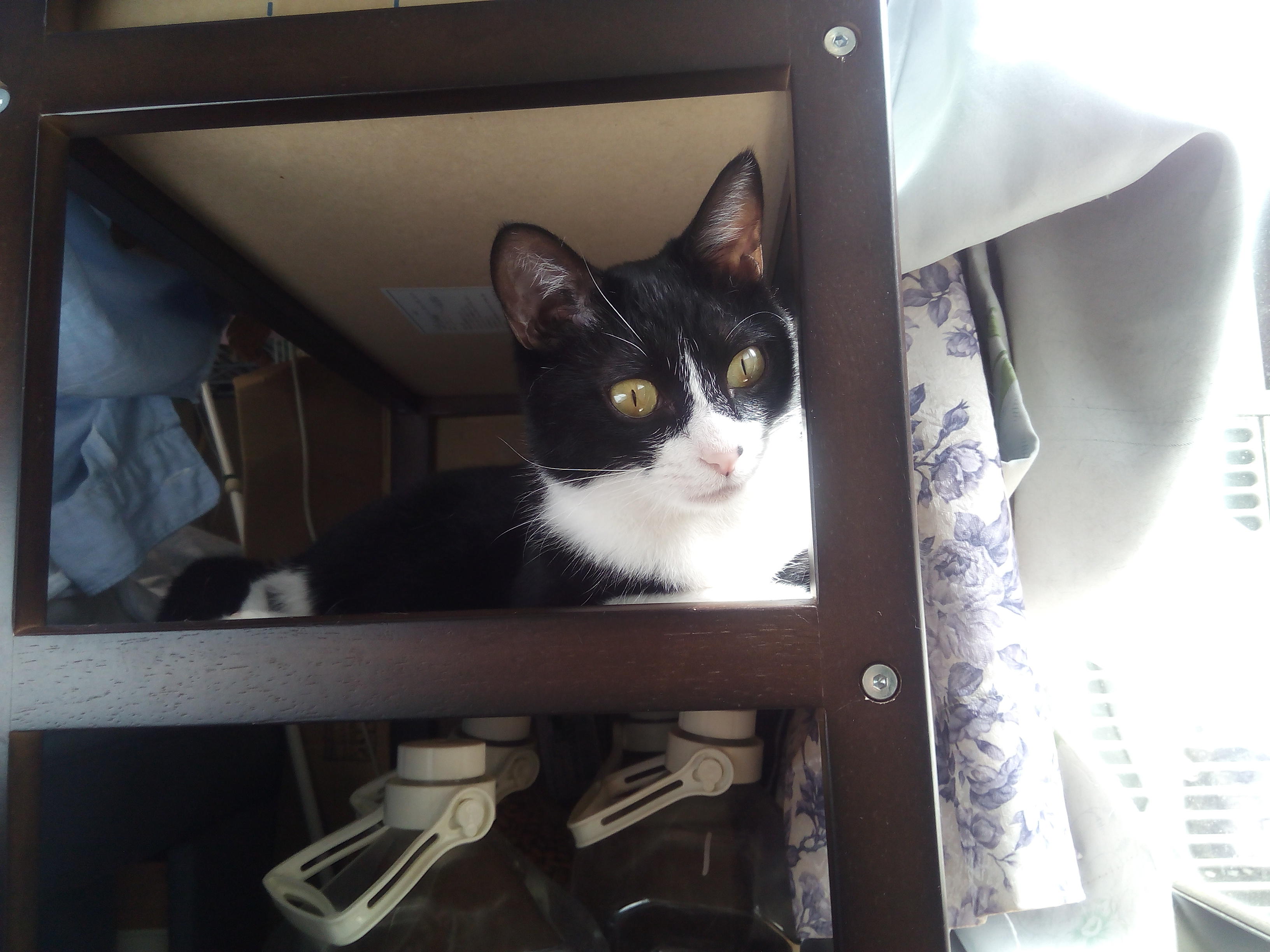 わんにゃんサイトの猫の写真