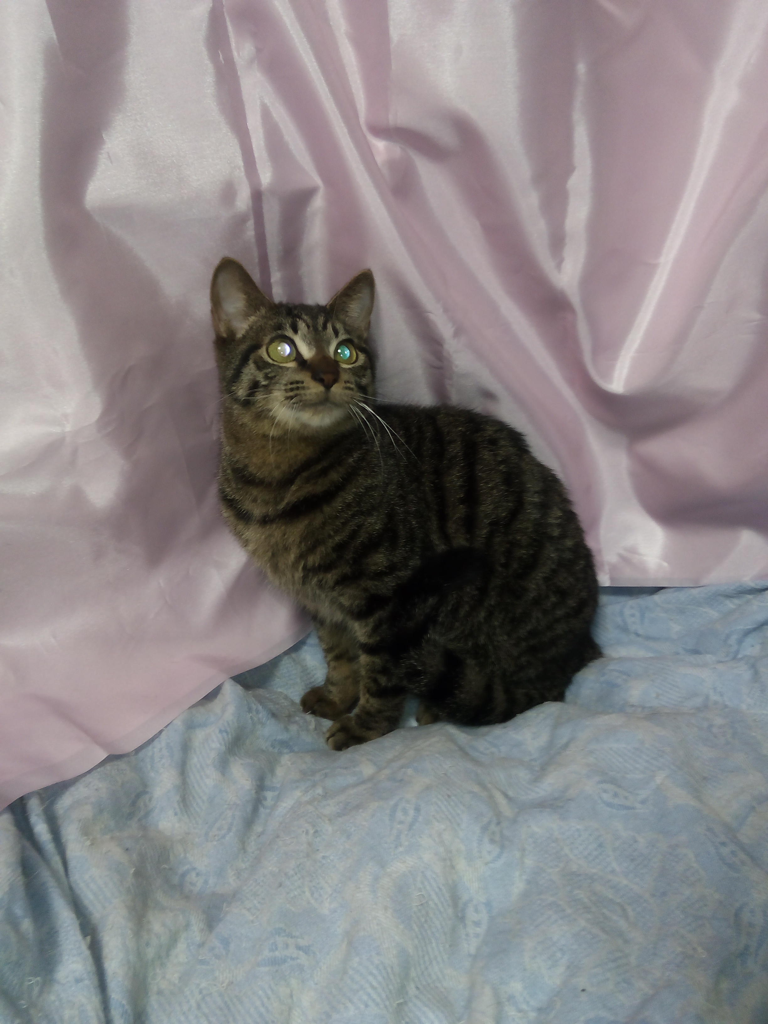 わんにゃんサイトの猫の写真