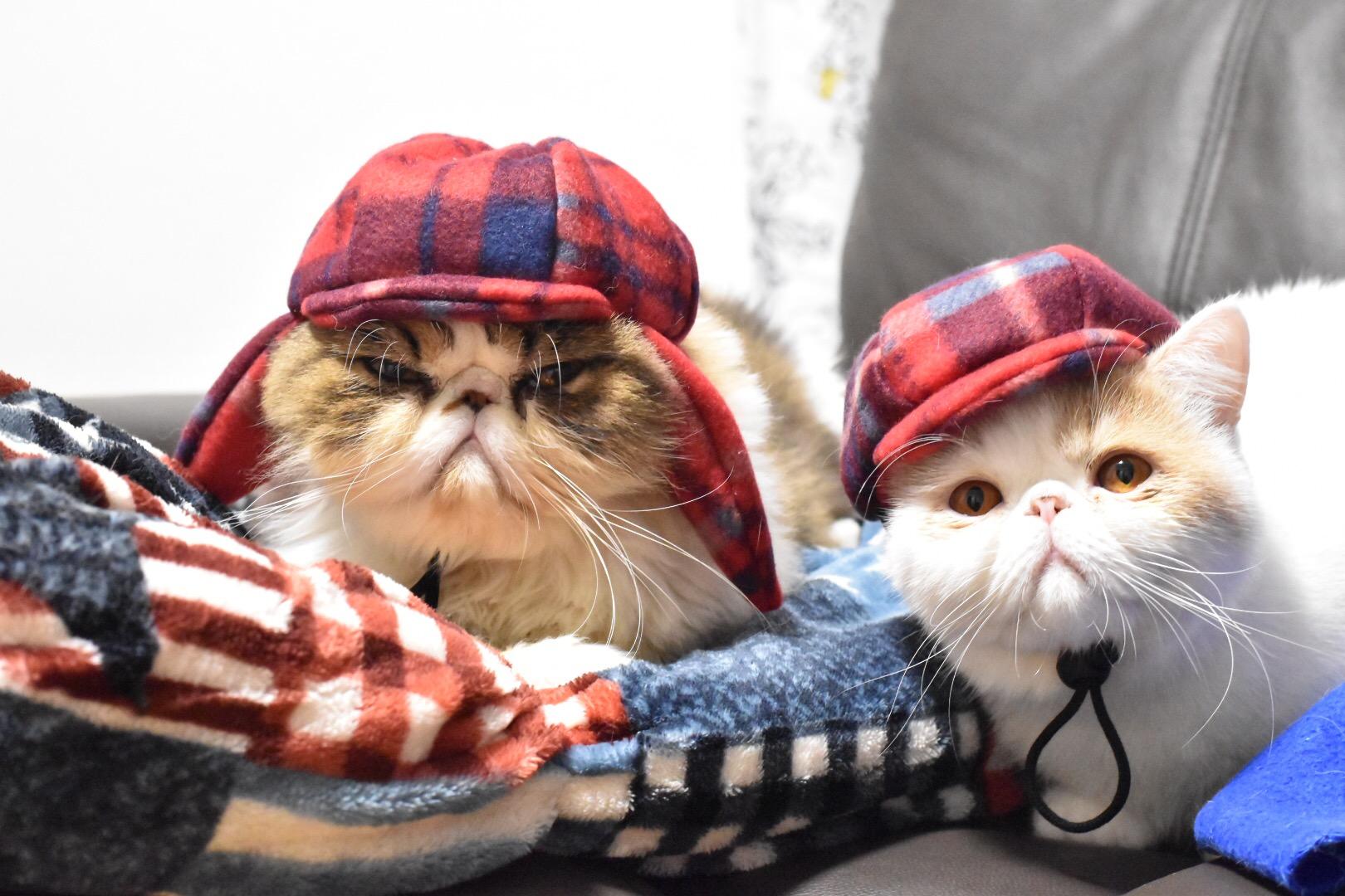 わんにゃんサイトの猫の写真