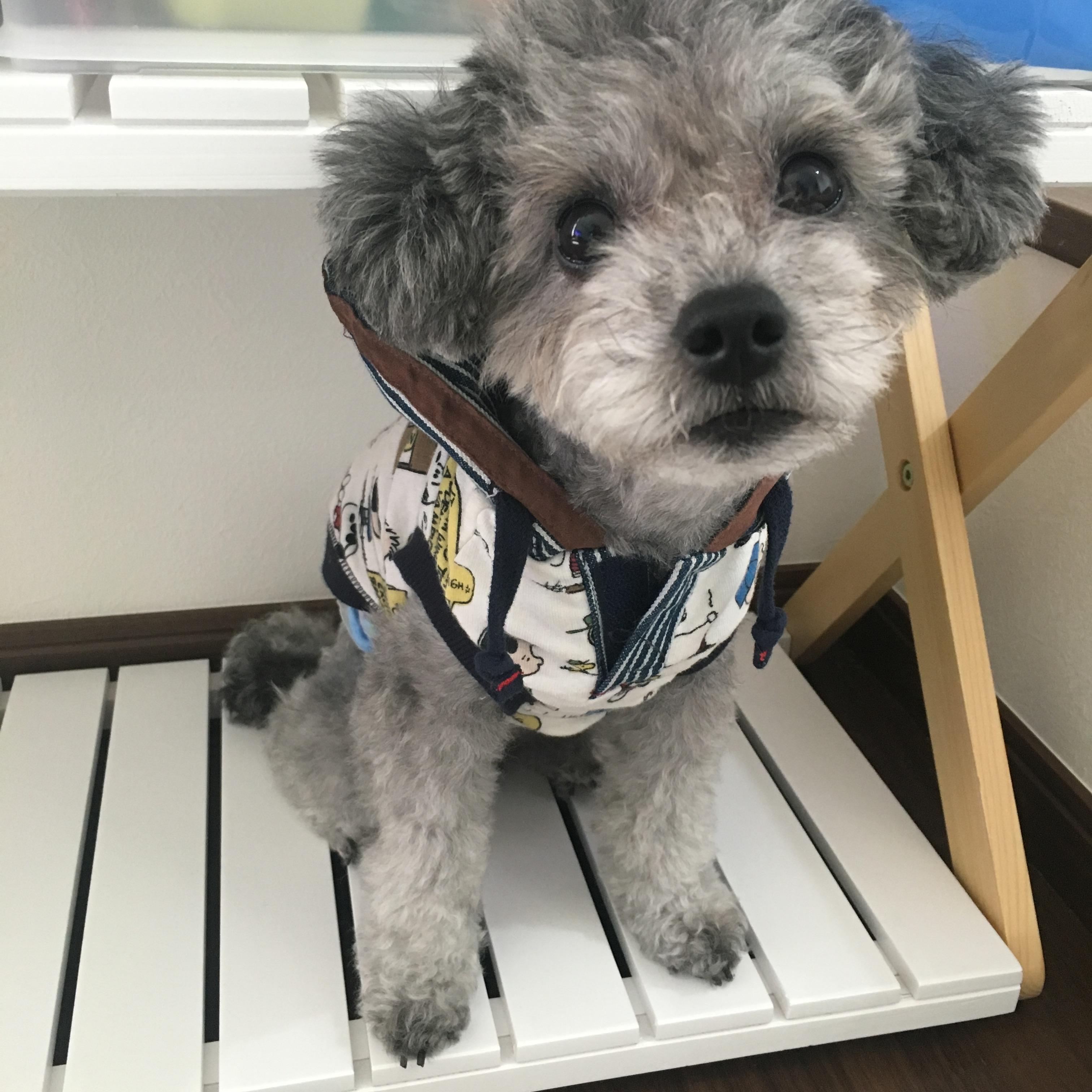 わんにゃんサイトの犬の写真