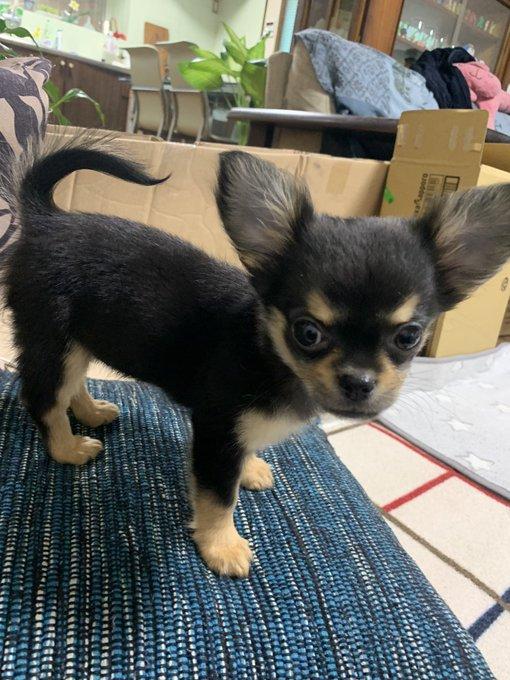 わんにゃんサイトの犬の写真