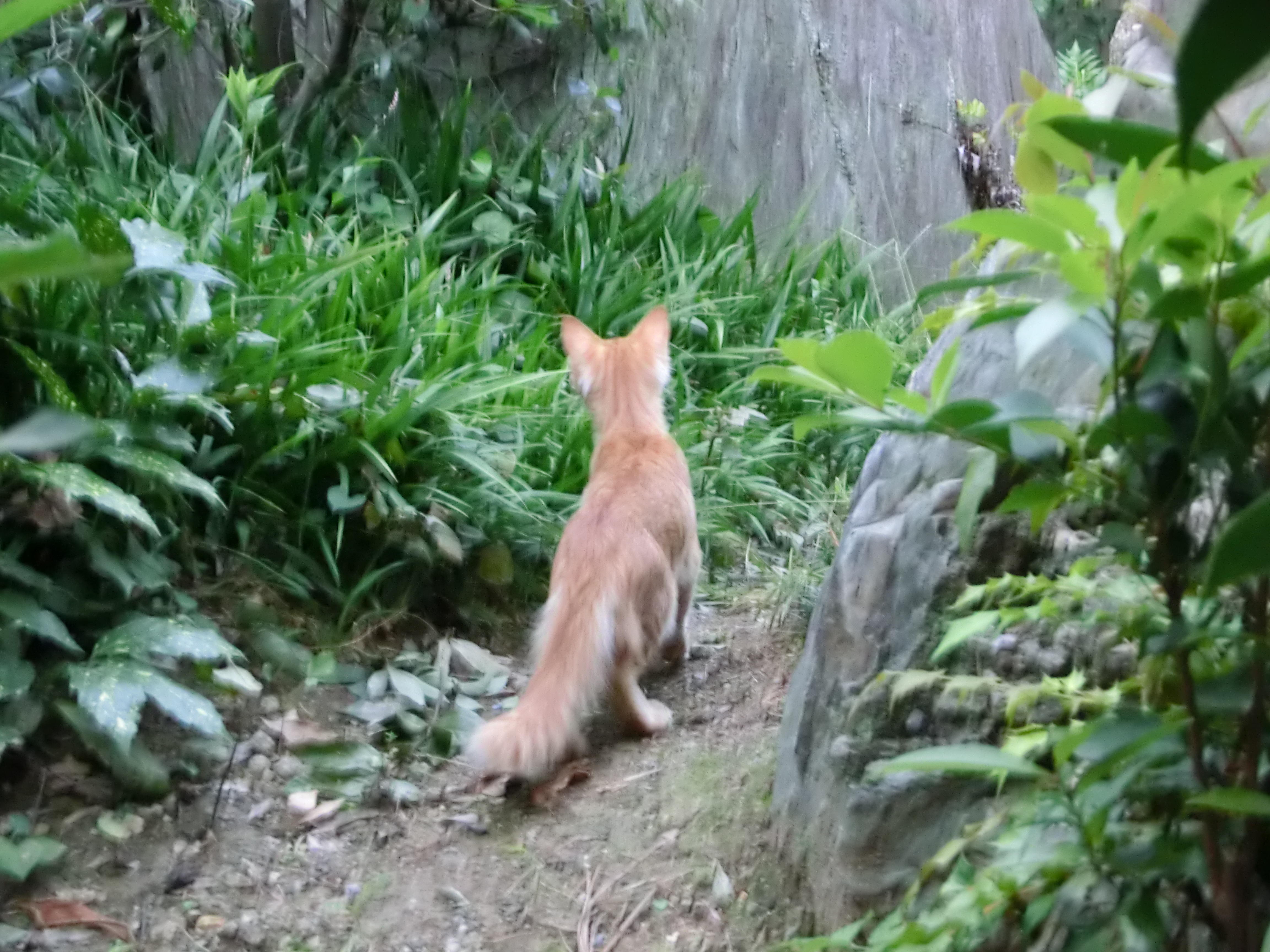 わんにゃんサイトの猫の写真