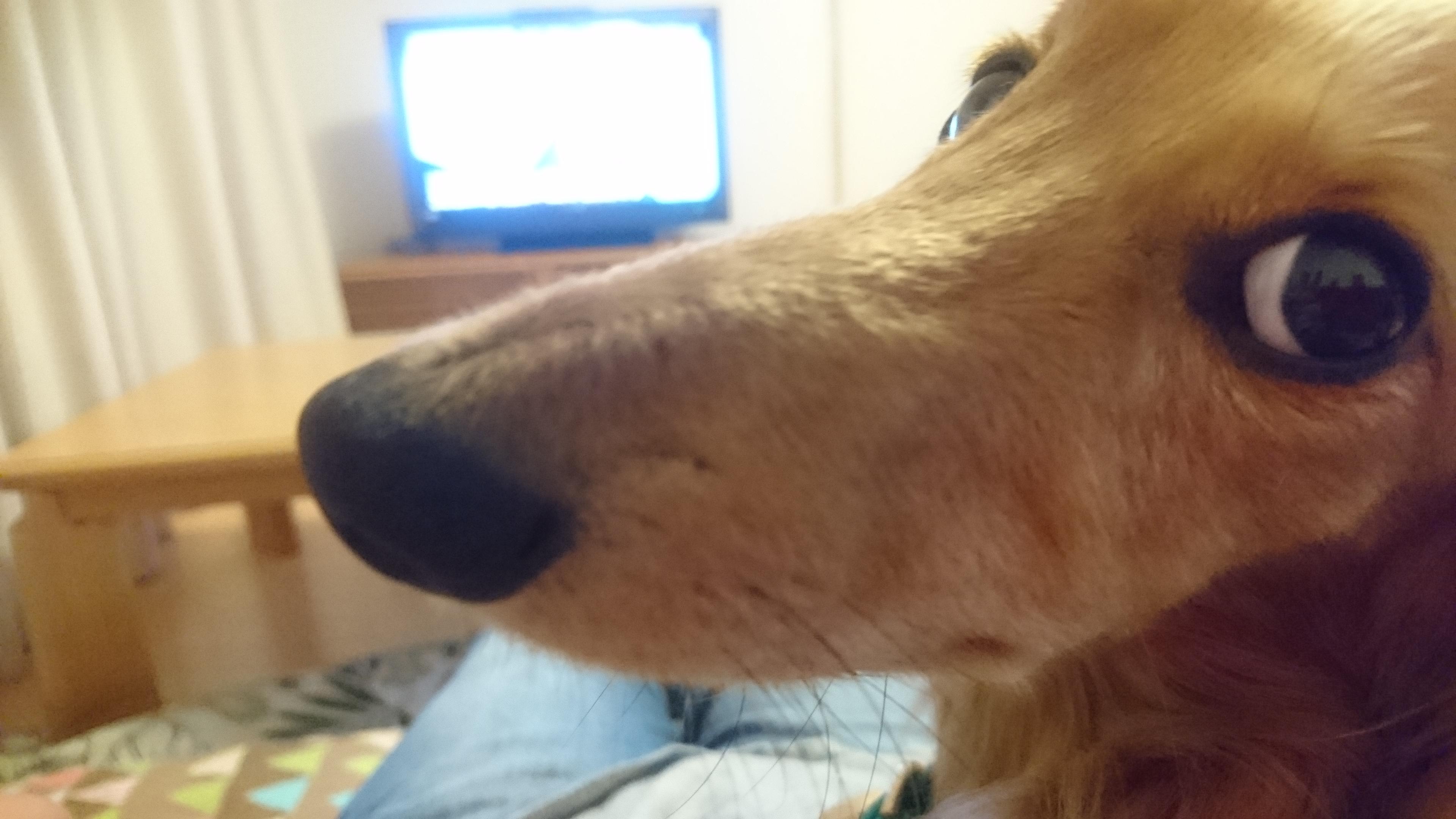 わんにゃんサイトの犬の写真