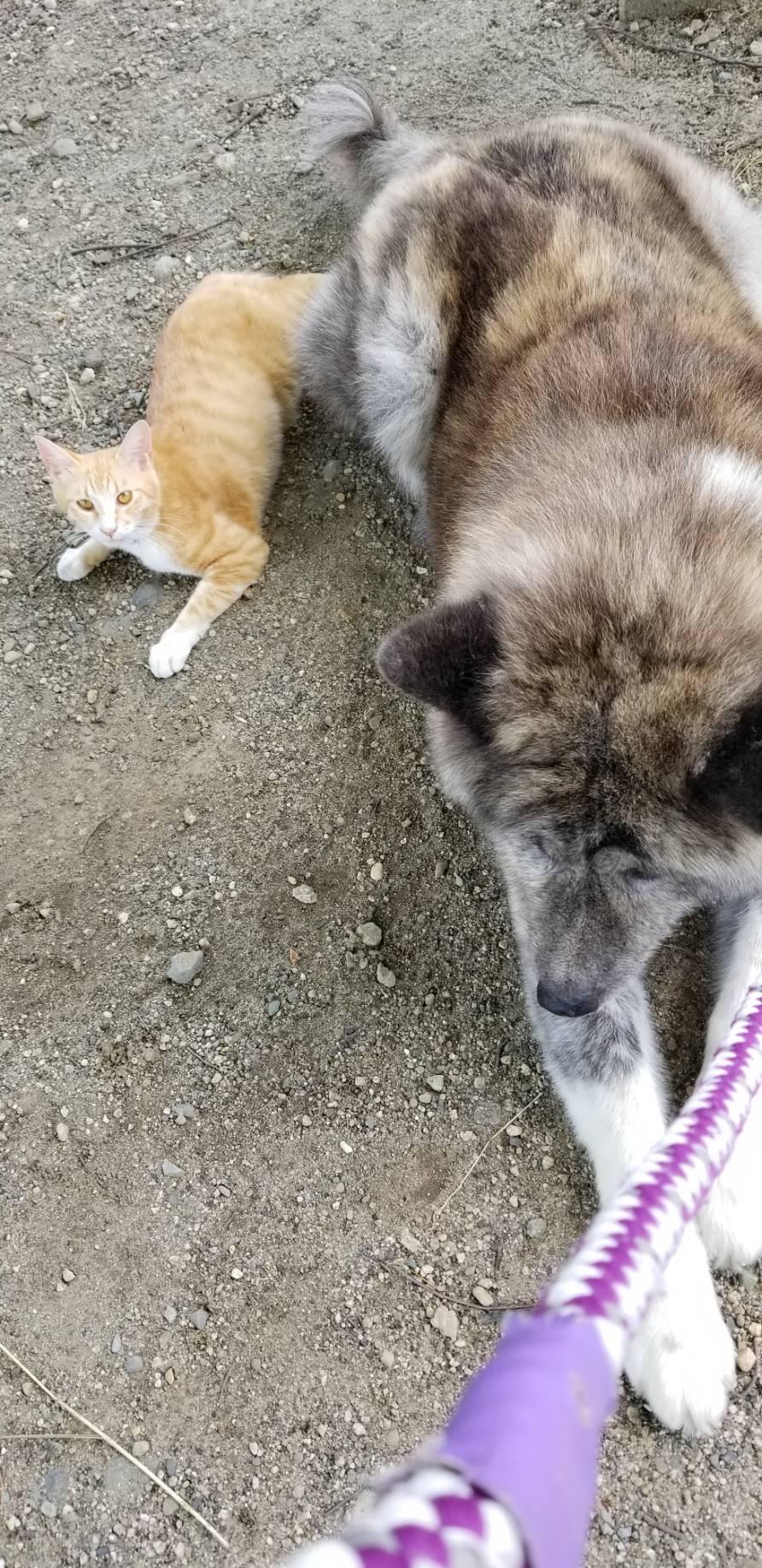 わんにゃんサイトの犬の写真