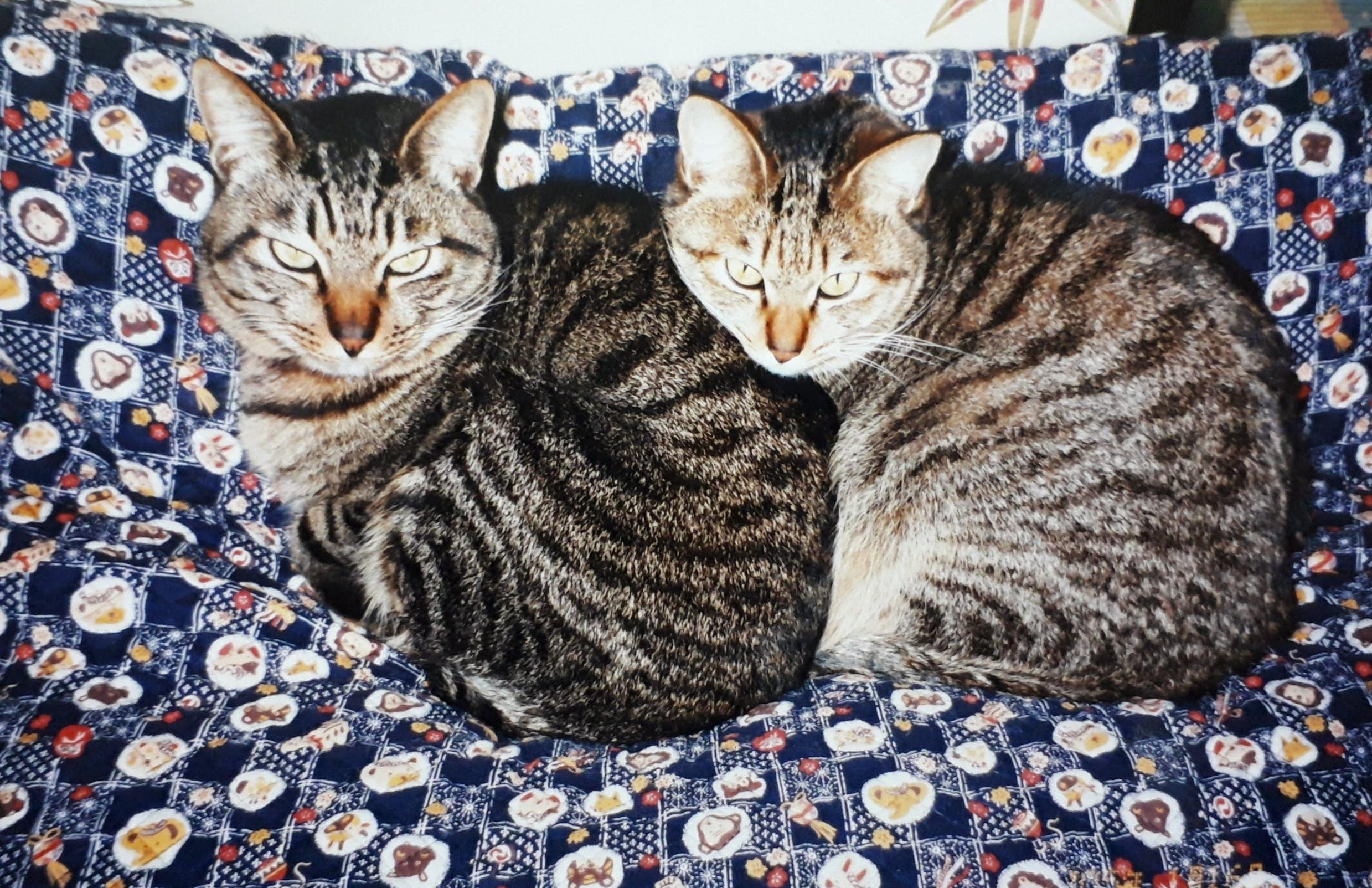 わんにゃんサイトの猫の写真