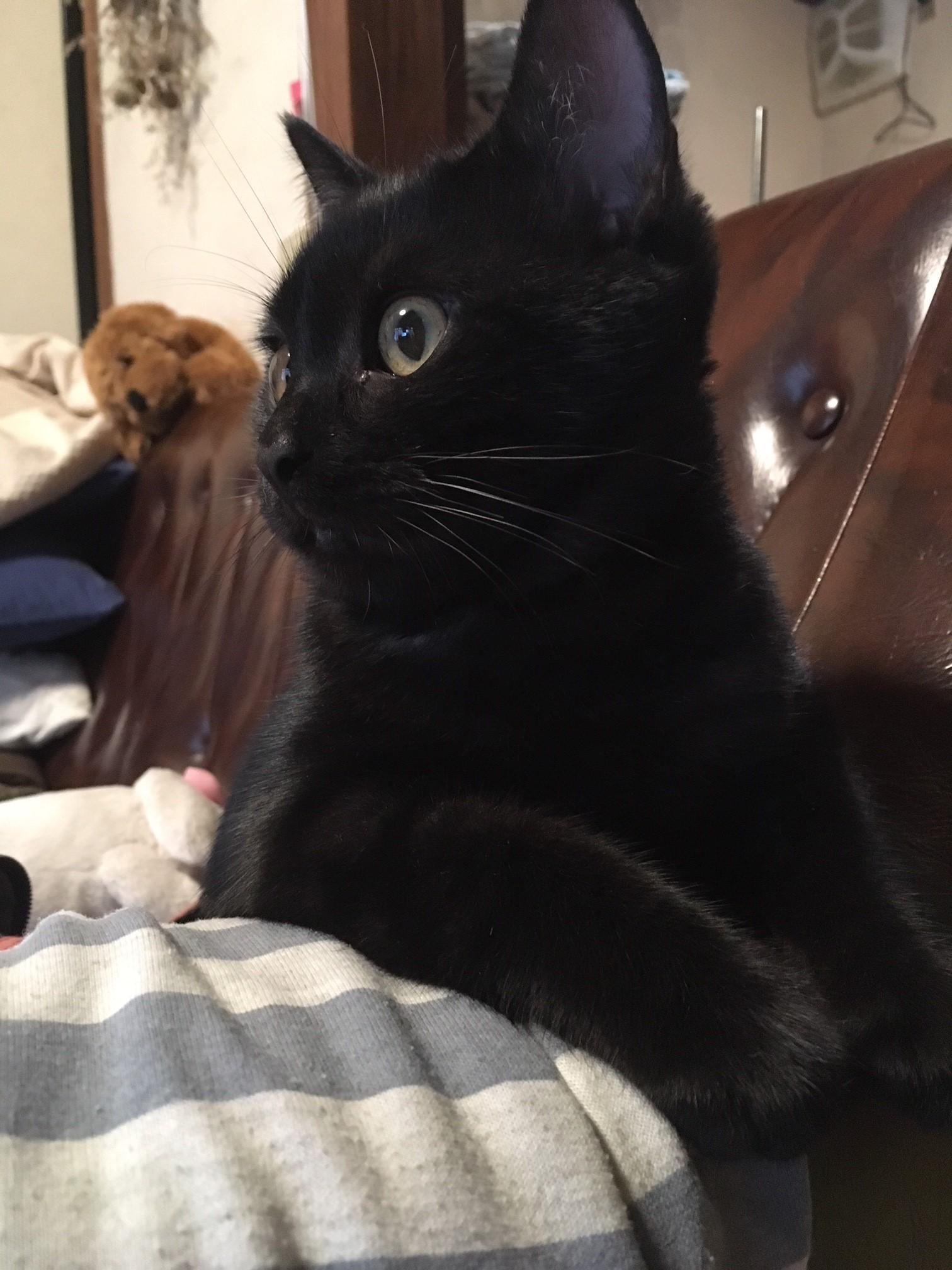 わんにゃんサイトの猫の写真