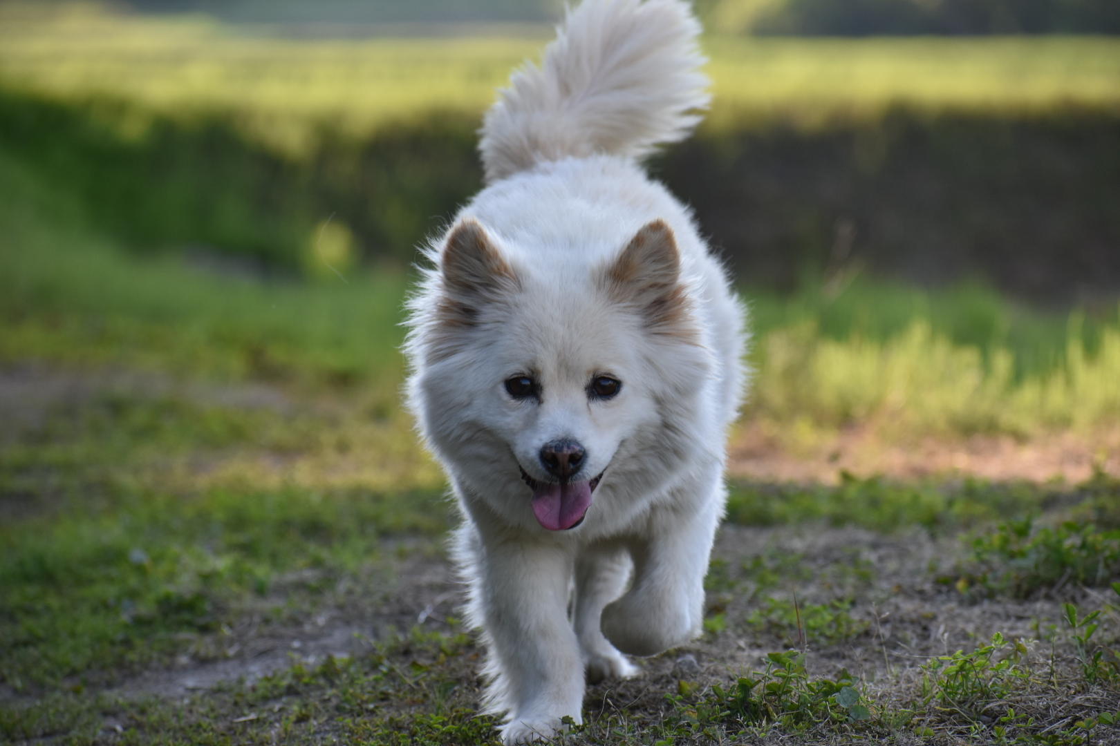 わんにゃんサイトの犬の写真
