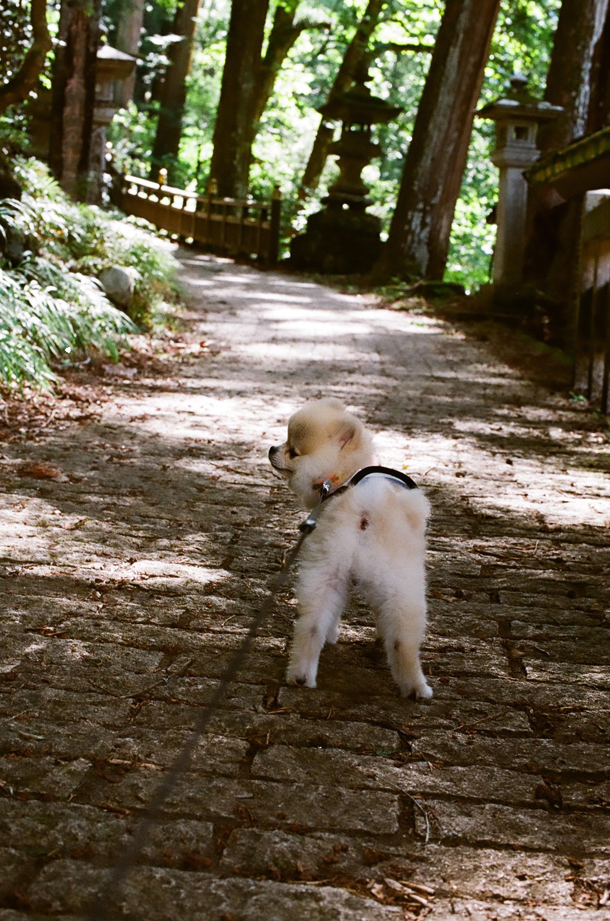 わんにゃんサイトの犬の写真