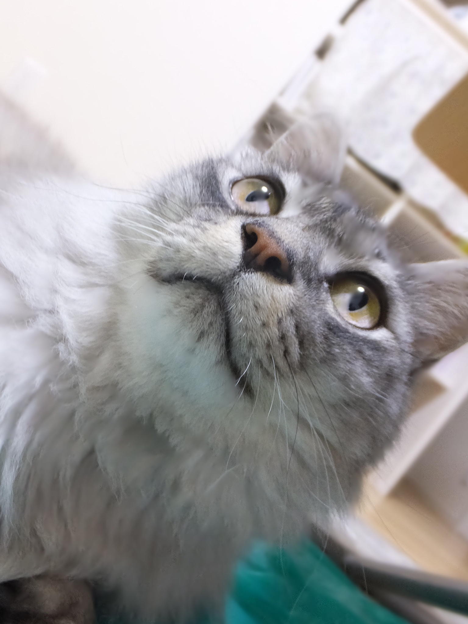 わんにゃんサイトの猫の写真