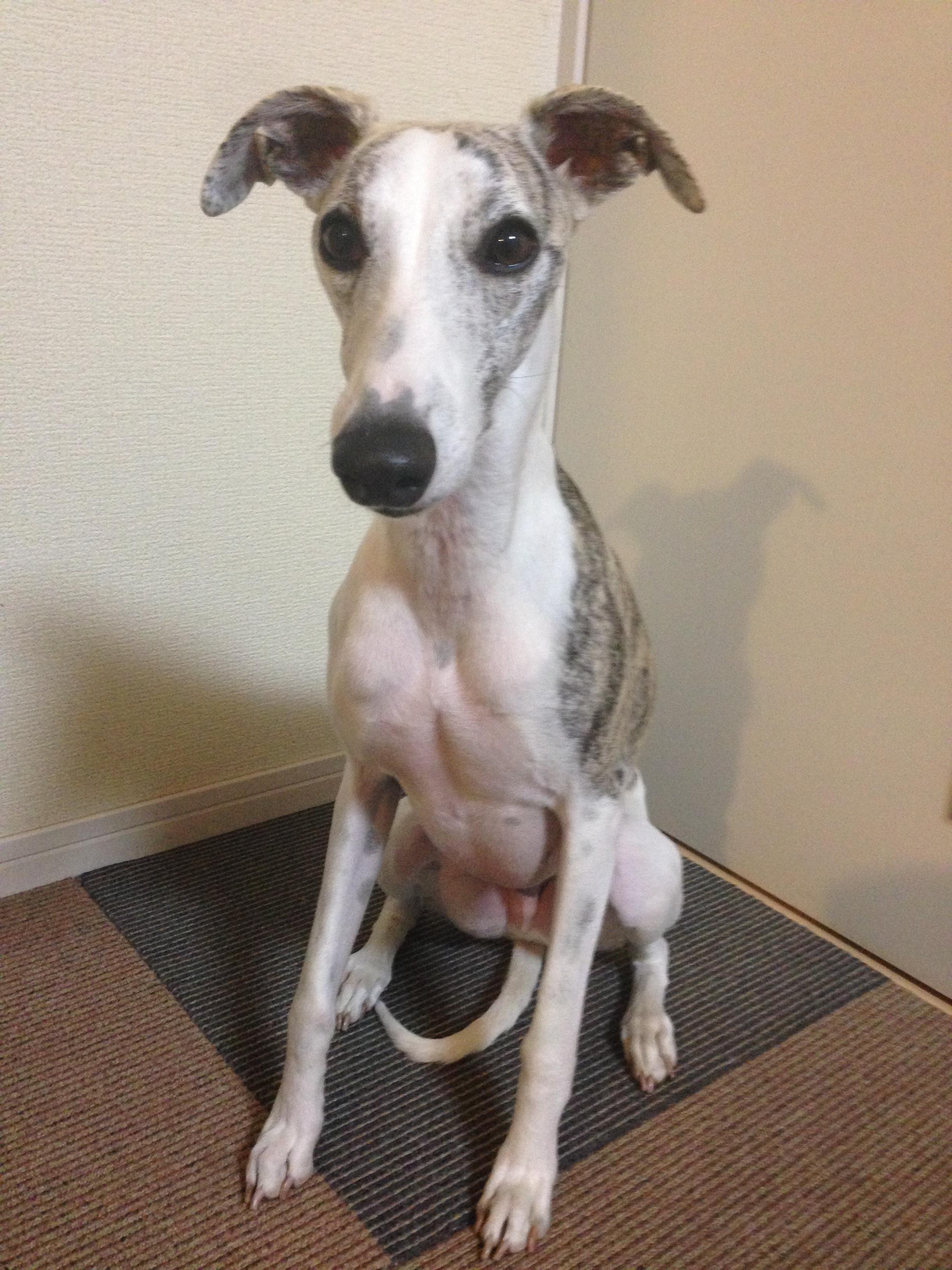 わんにゃんサイトの犬の写真