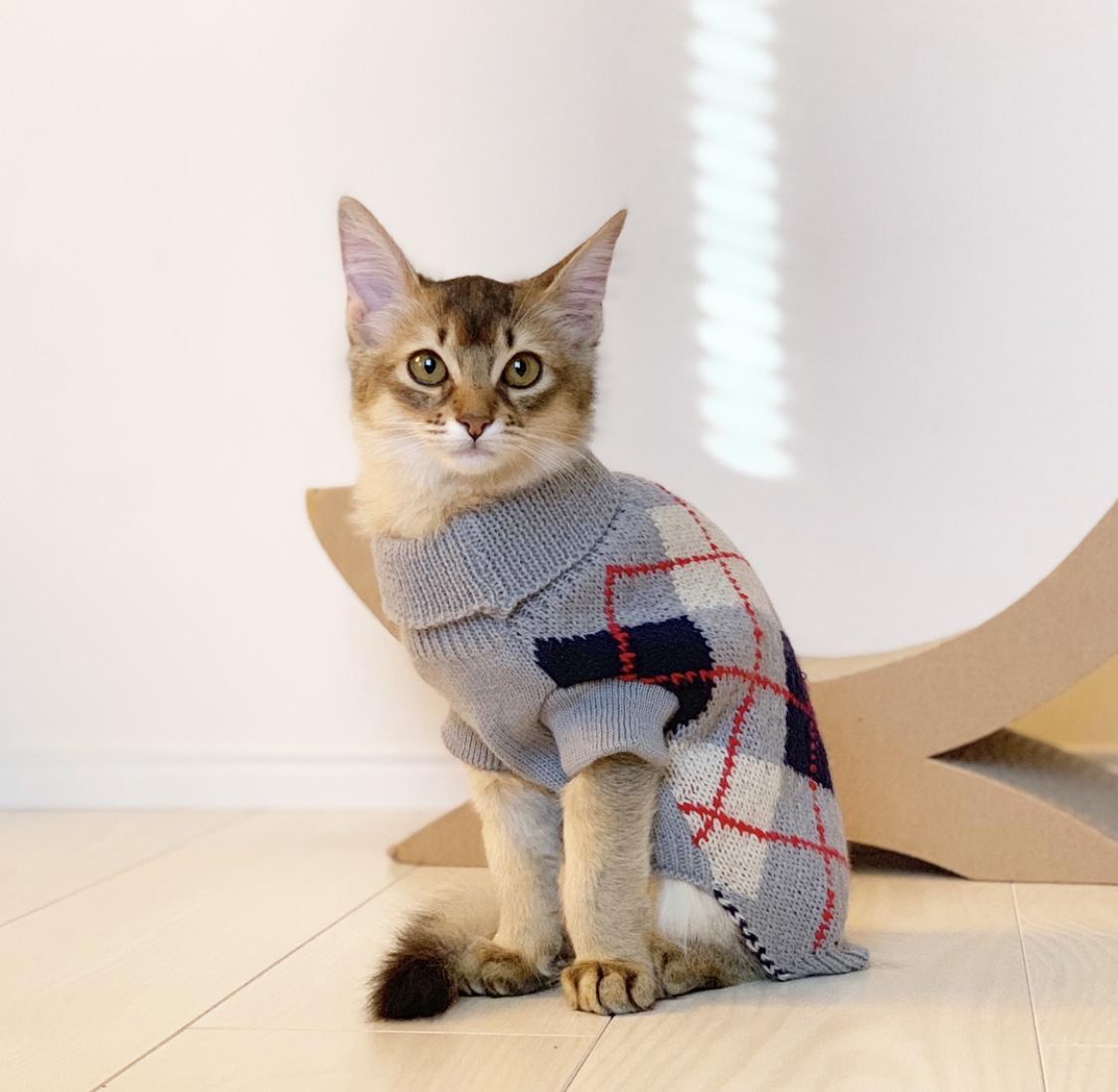 わんにゃんサイトの猫の写真