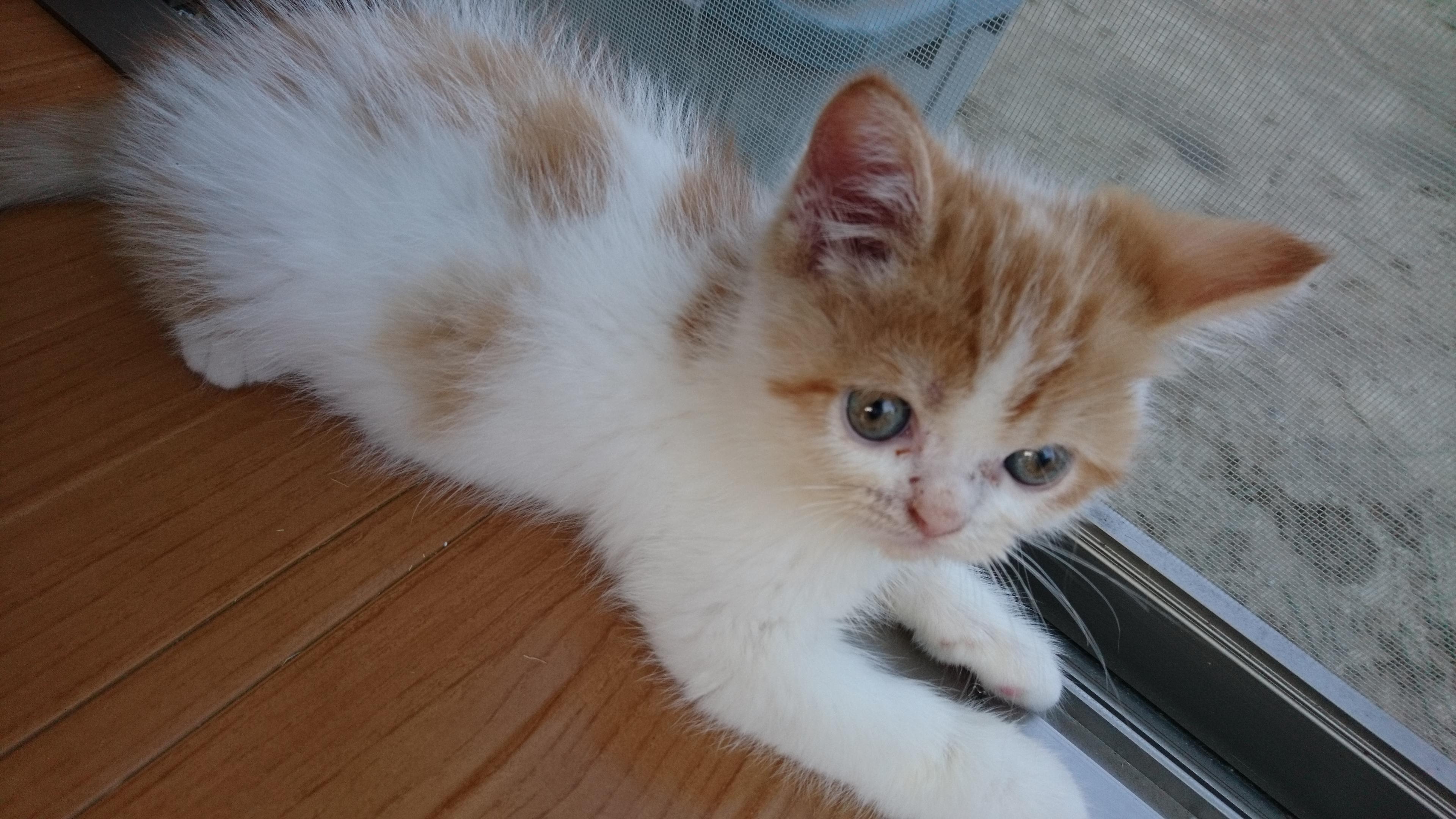 わんにゃんサイトの猫の写真